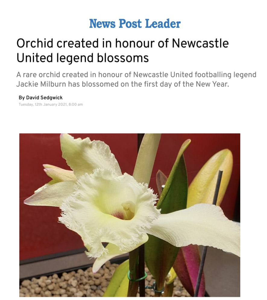 Orchid created in honour of Newcastle United legend blossoms David Sedgwick, News Post Leader       January 12, 2021