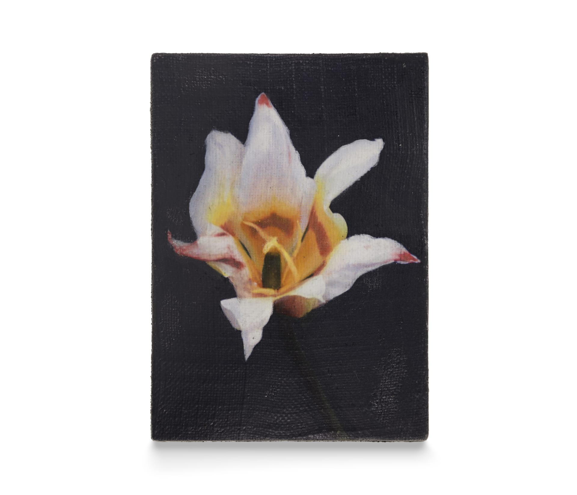A painting of a orange and white tulip with pink tips on a black background by Joseph Jones
