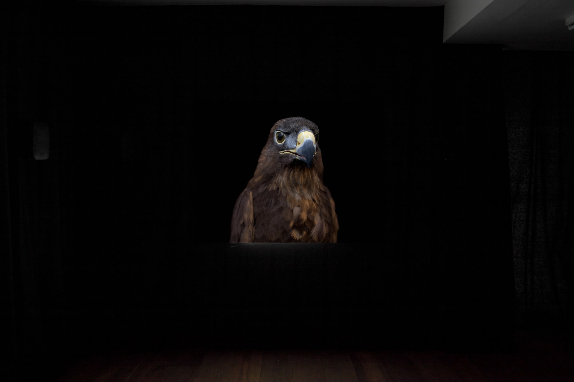 Installation photographs of Matt Stokes' exhibition 'This Liberty' at Workplace | London