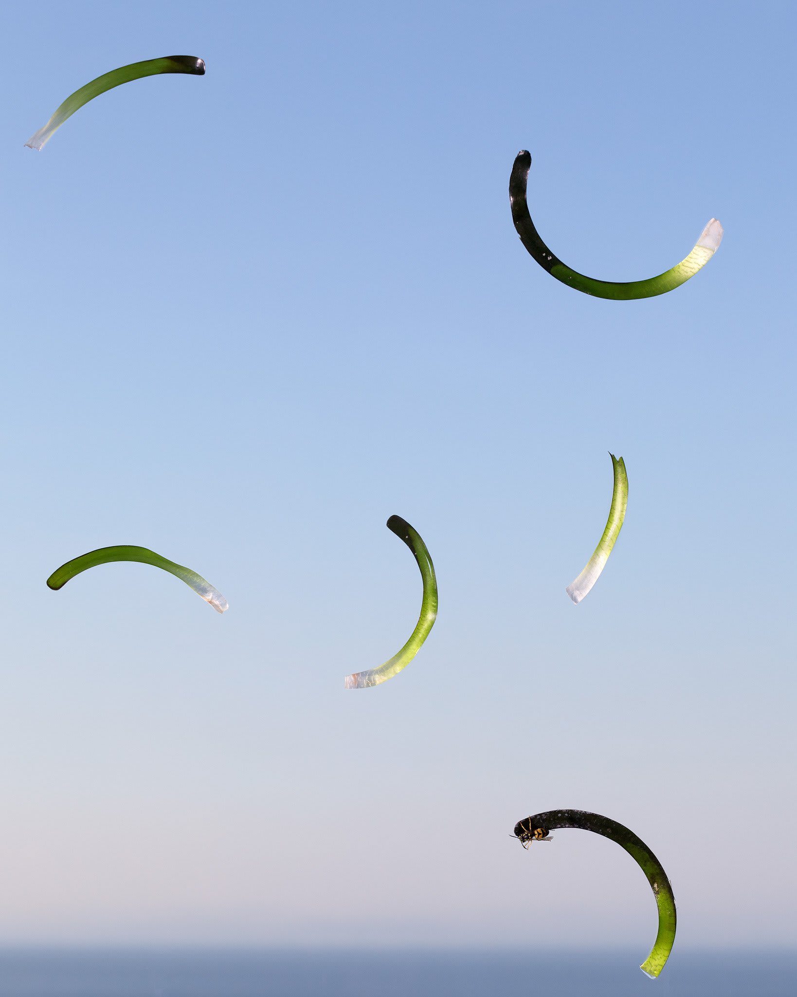 Joe Clark, Seagrass #3, 2013