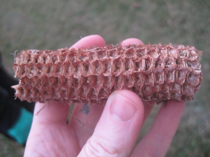 Sophie Lisa Beresford, Corn [2 of 2], 2010