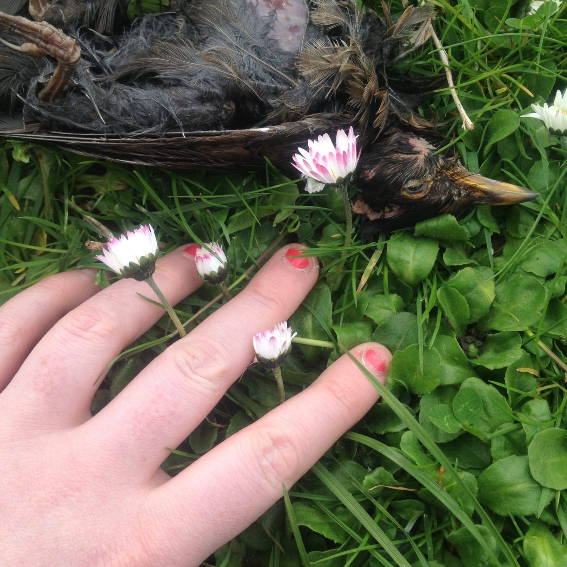 Sophie Lisa Beresford, JANUS, 2014