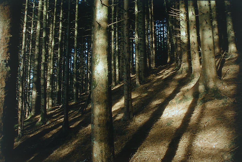 Tanya Axford, Untitled, 2002