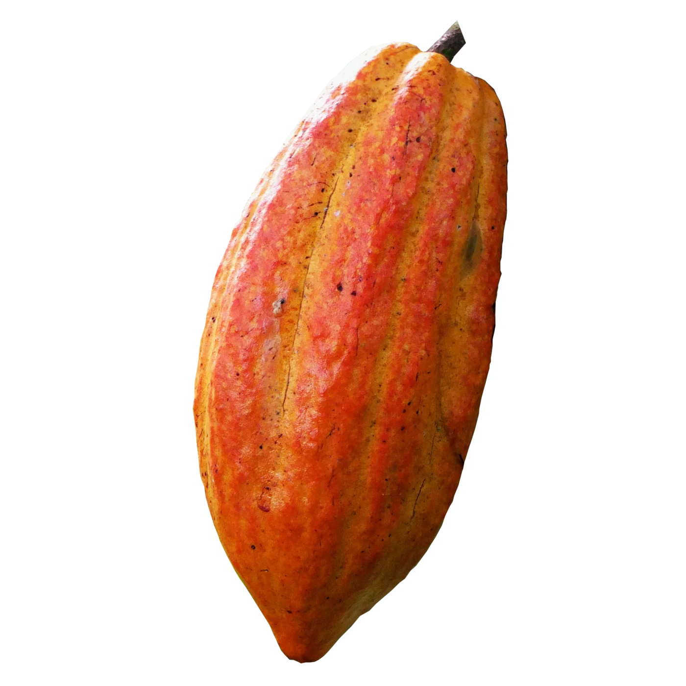 Cocoa Beans
