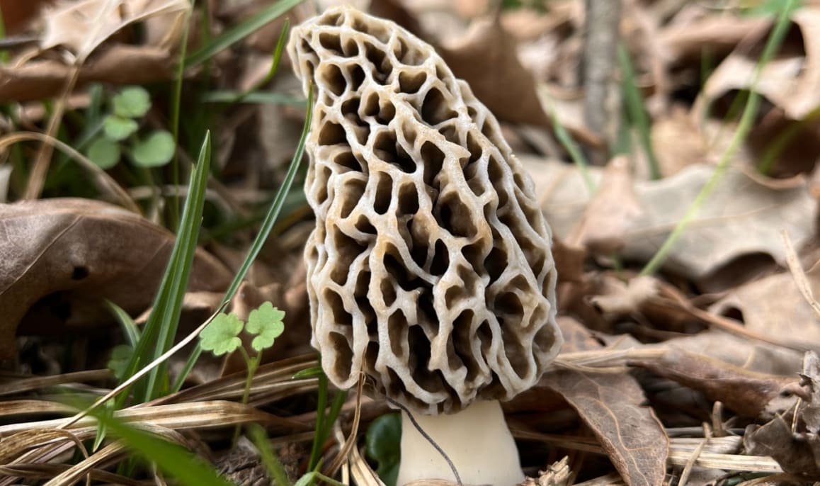 Wild Morel Mushrooms