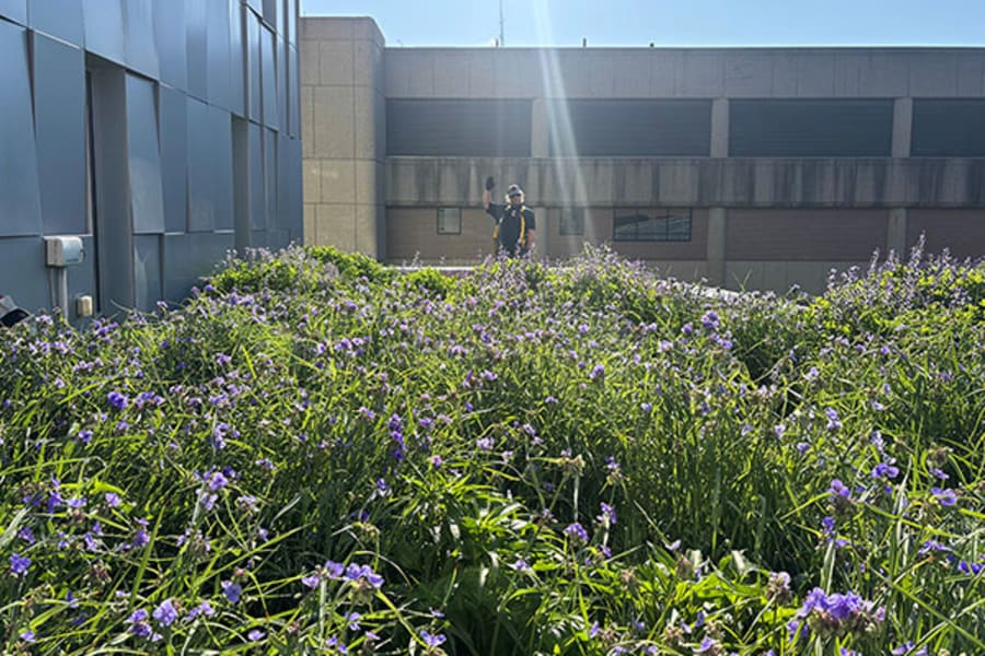 Image: a garden of flowers in the green roof at the Novak Center