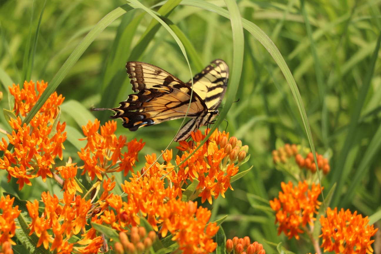 Wind Pollination Plants