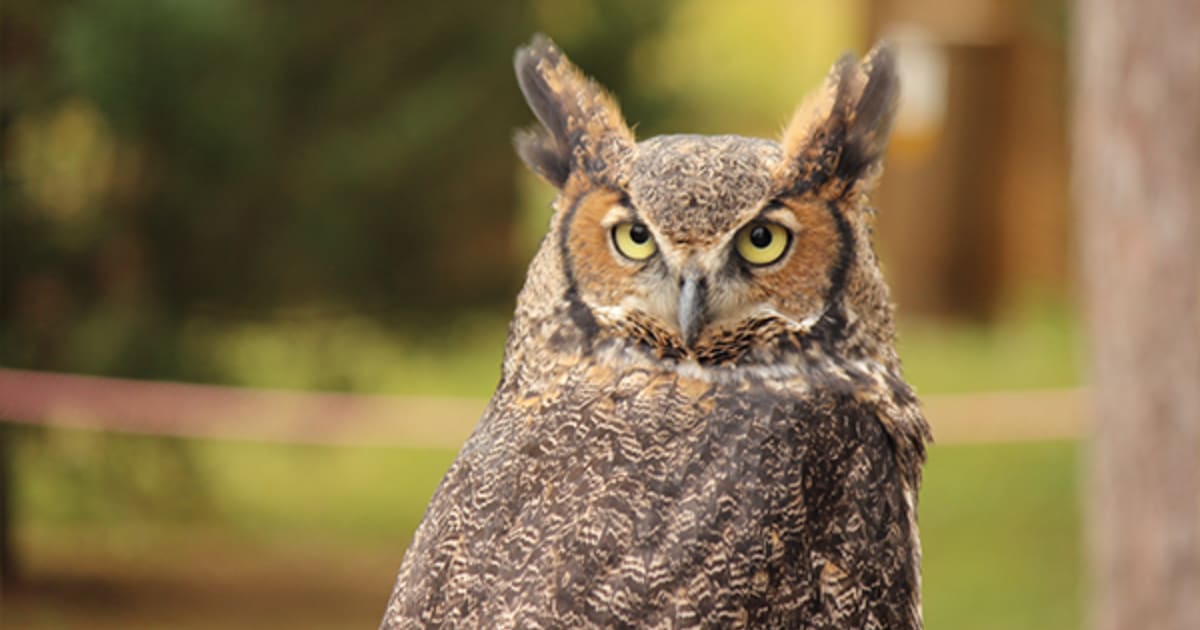 Creatures of the Night: Screech Owl Prowl | Bernheim Forest and Arboretum