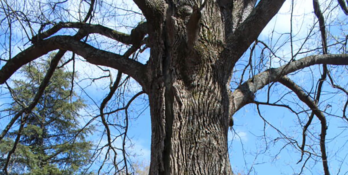 Why Some Trees Are More Prone to Strikes | Bernheim Forest and Arboretum