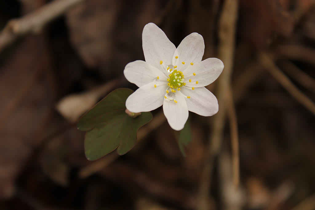 Spring Wildflower Stroll: Early Wildflowers & Weeds | Bernheim Forest ...