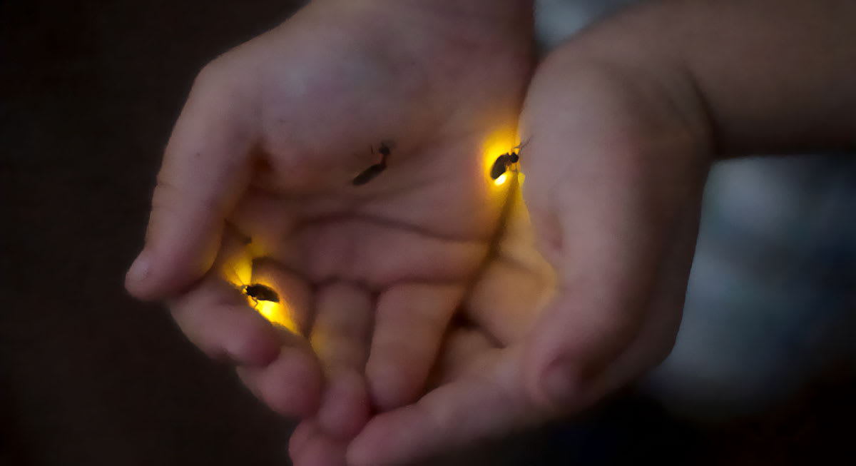 5 Things You Can Do to Protect Fireflies | Bernheim Forest and Arboretum