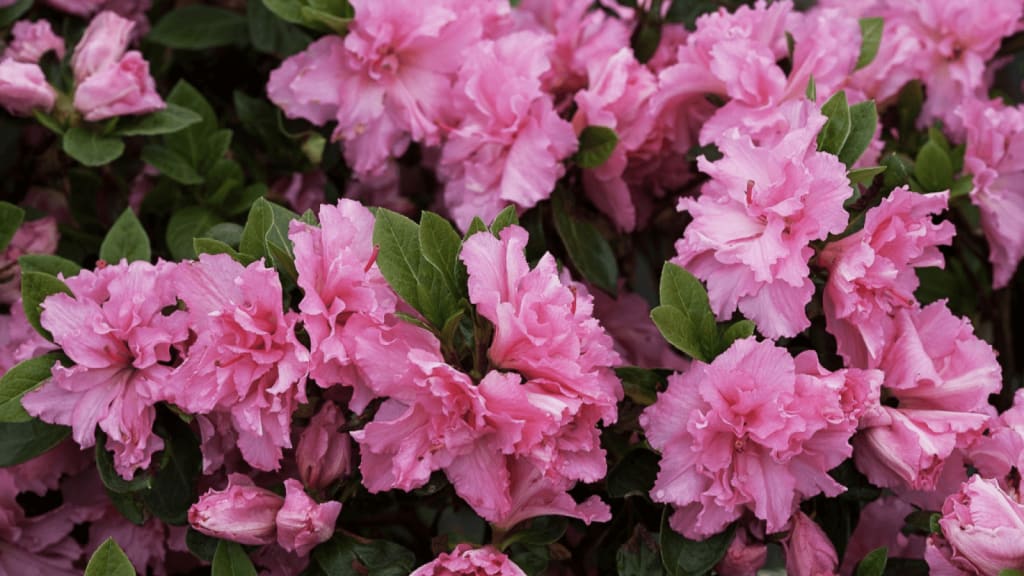 May 16-31 Plants | Bernheim Forest and Arboretum