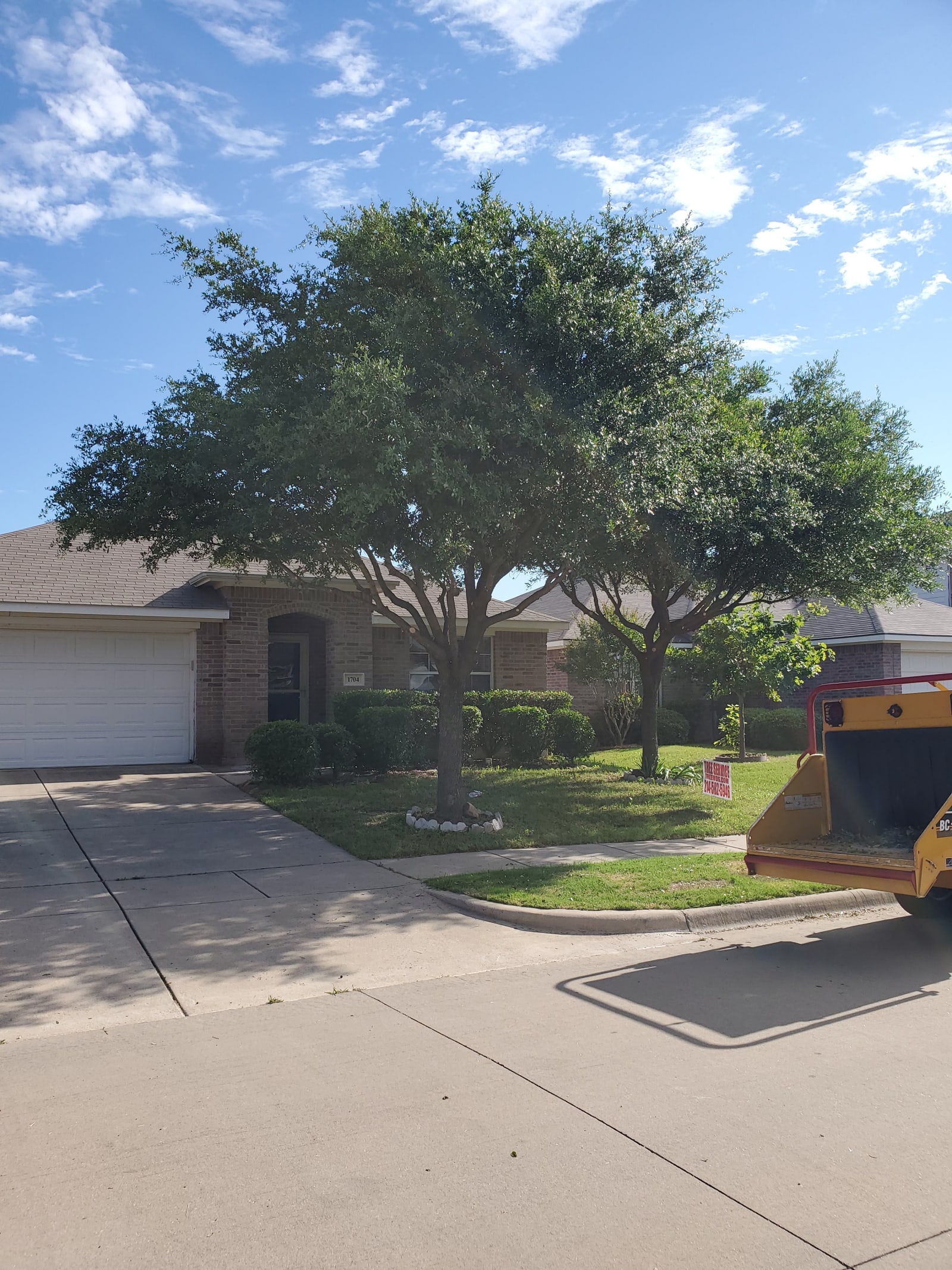 After structural pruning: thinned canopy with improved airflow and light in a McKinney, Texas front yard