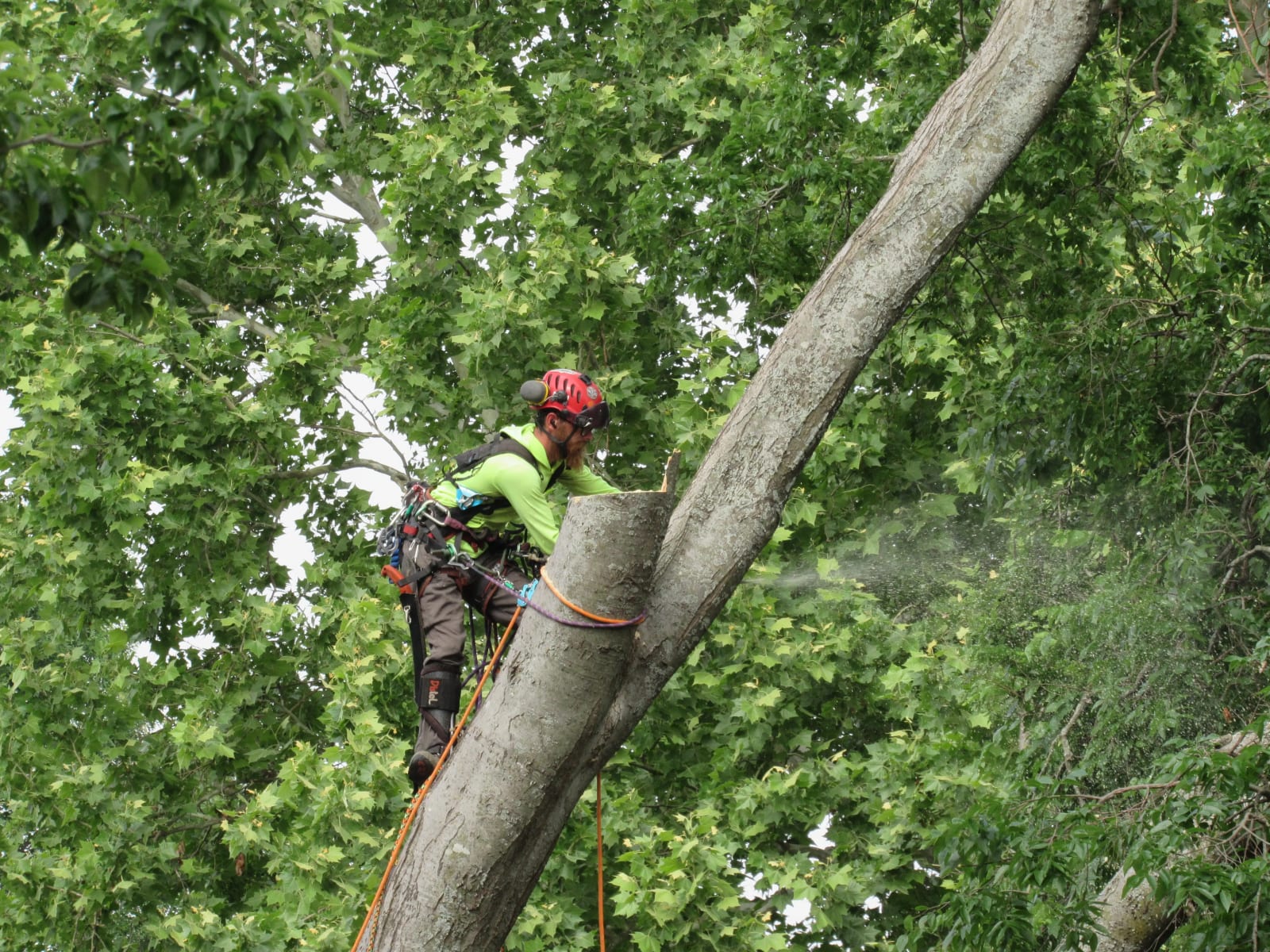 Close-up of a Tree MD's climber making a precision cut on a large tree limb during an emergency removal in McKinney, TX