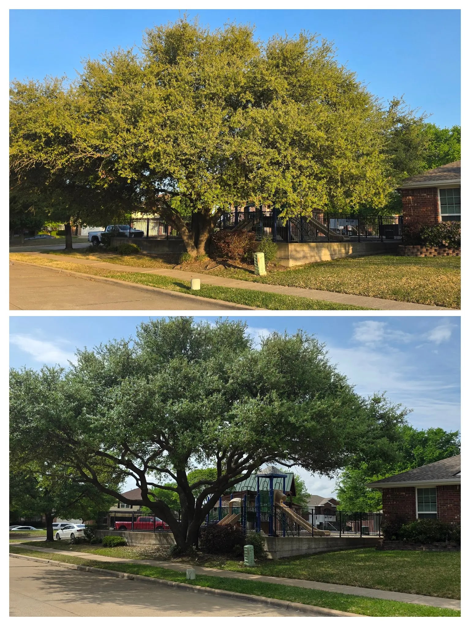 Before and after tree pruning at an HOA playground in Wylie, Texas