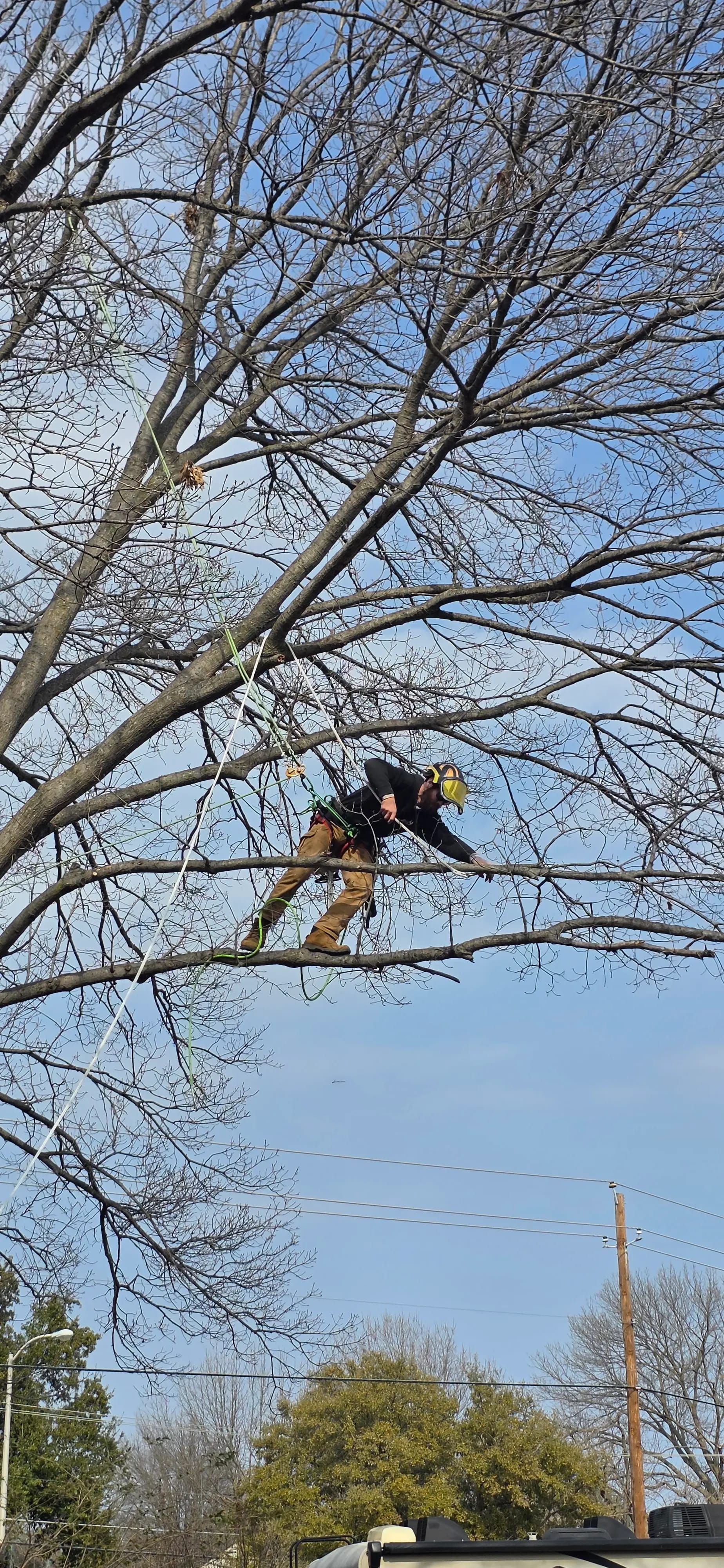 Climber rigging in an HOA-managed canopy