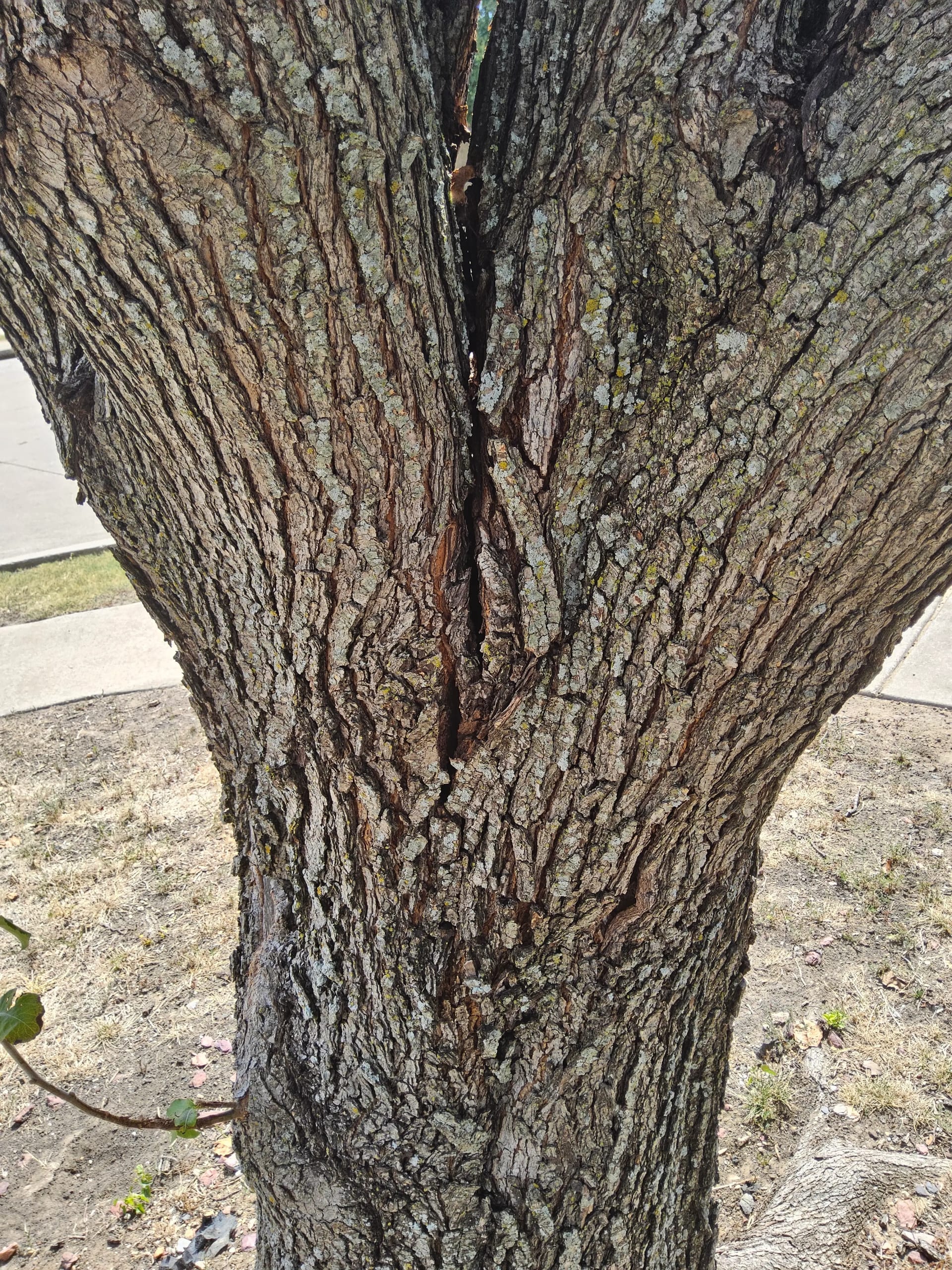 Hazard inspection of a structural defect on an HOA common-area tree