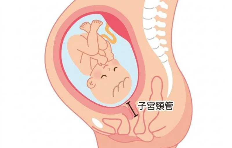 子宮頸管の図