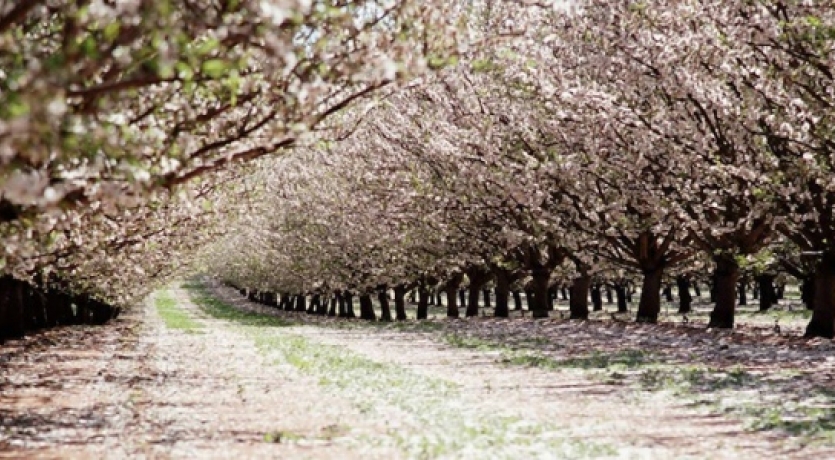 Datça Badem Çiçeği Festivali ile Baharı En Güzel Karşılayan Yer: Datça