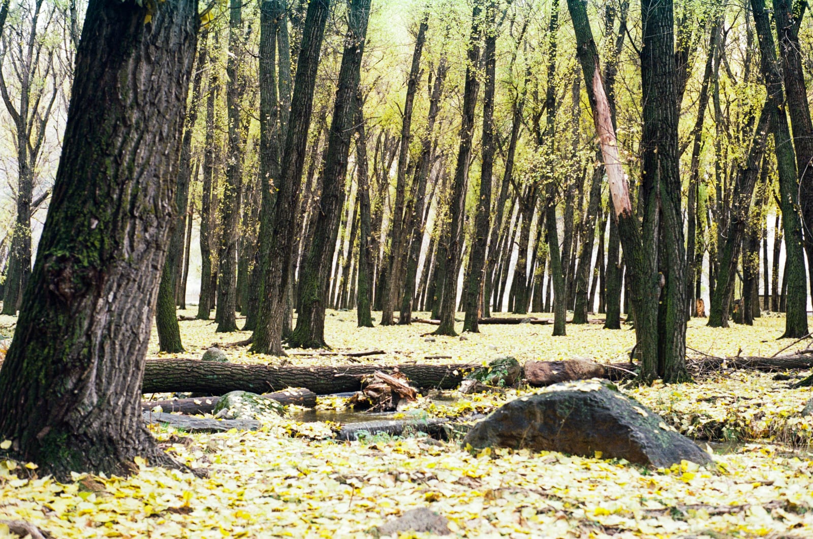 A little forest at the start of the trail in Stepantsminda
