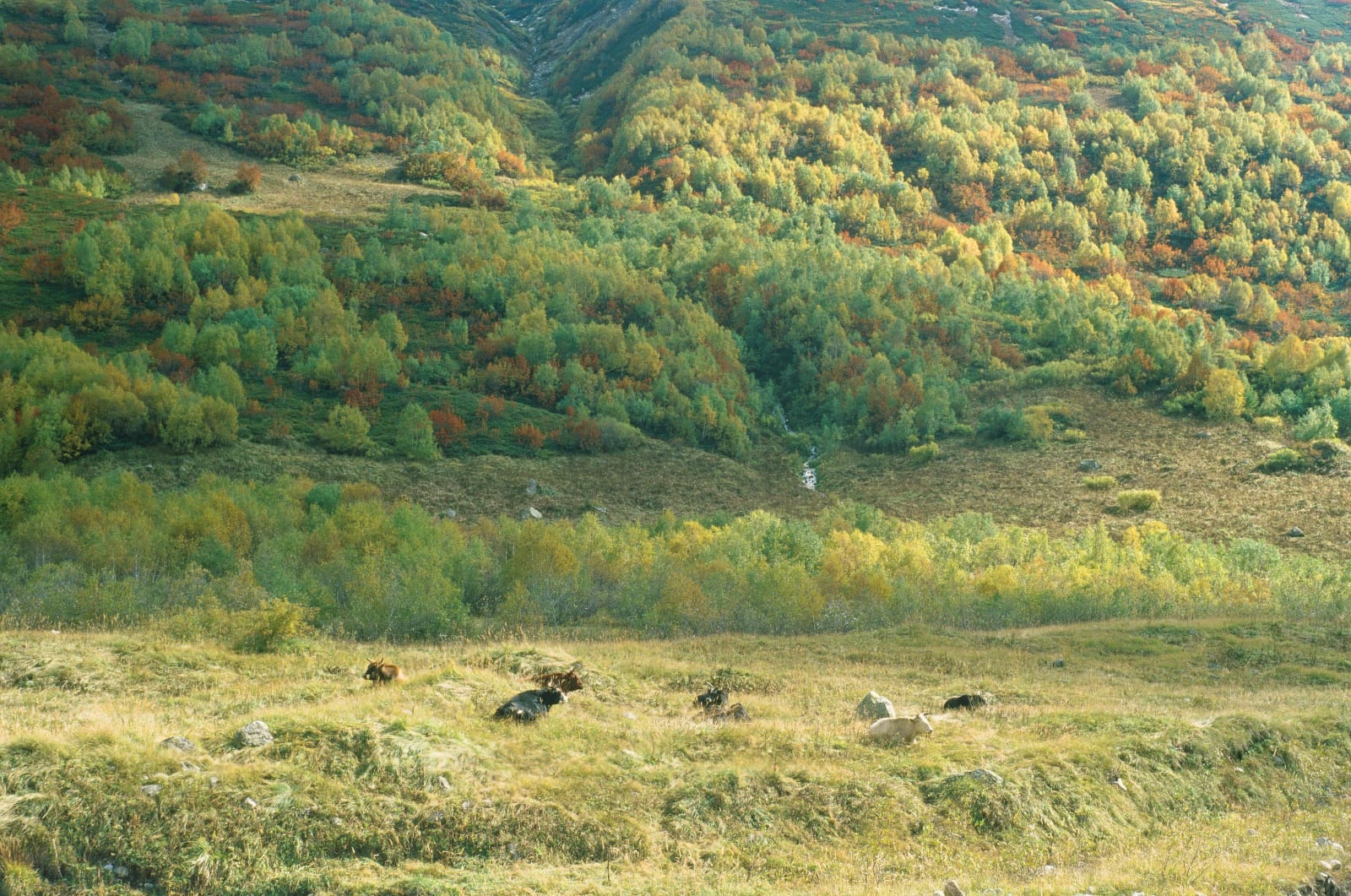 Cows we saw on our way to the glacier