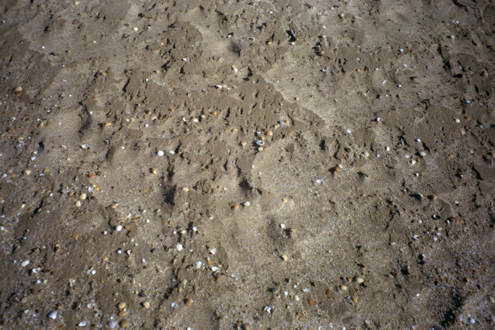 Broken seashells on the beach