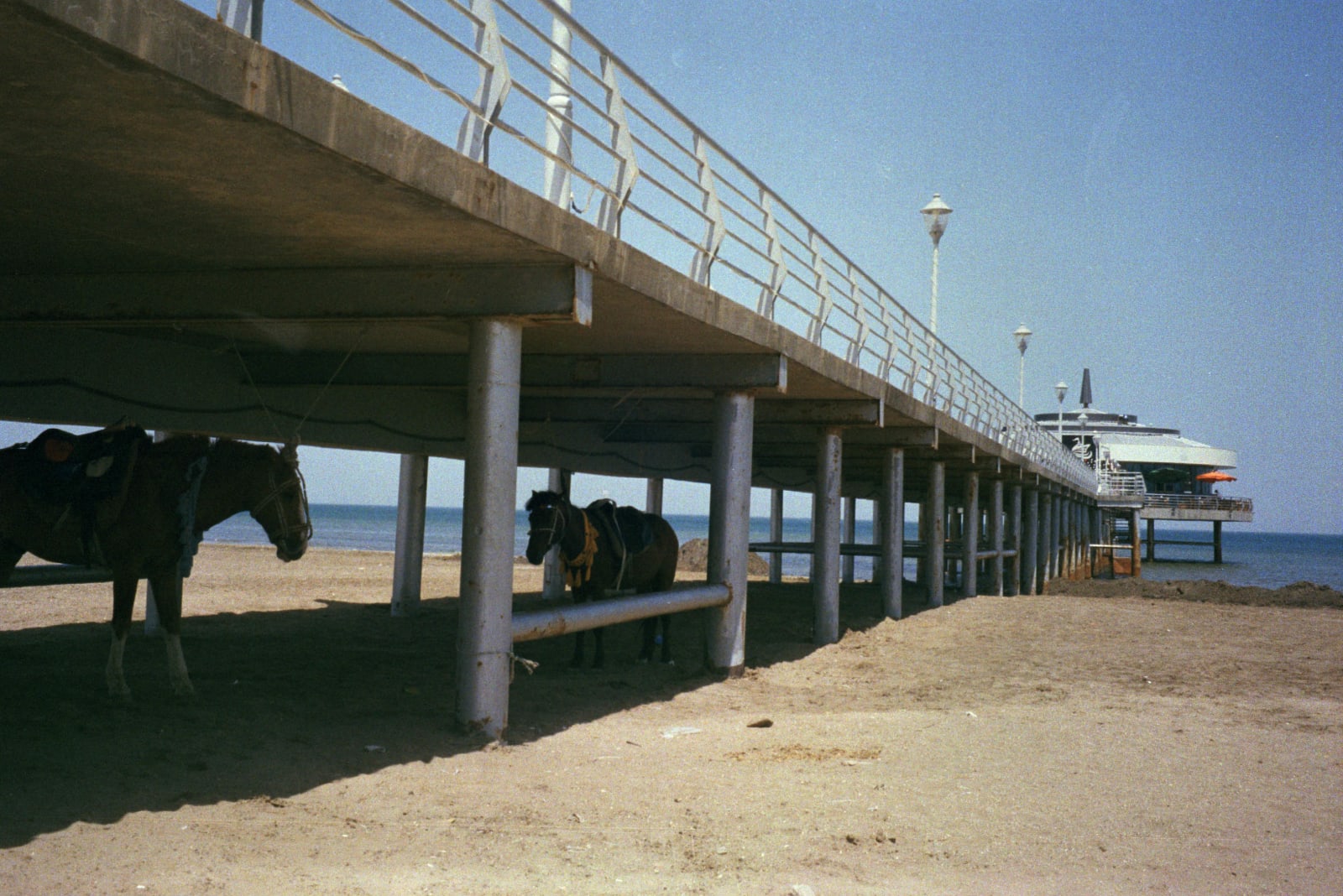 Horses under the pier #1
