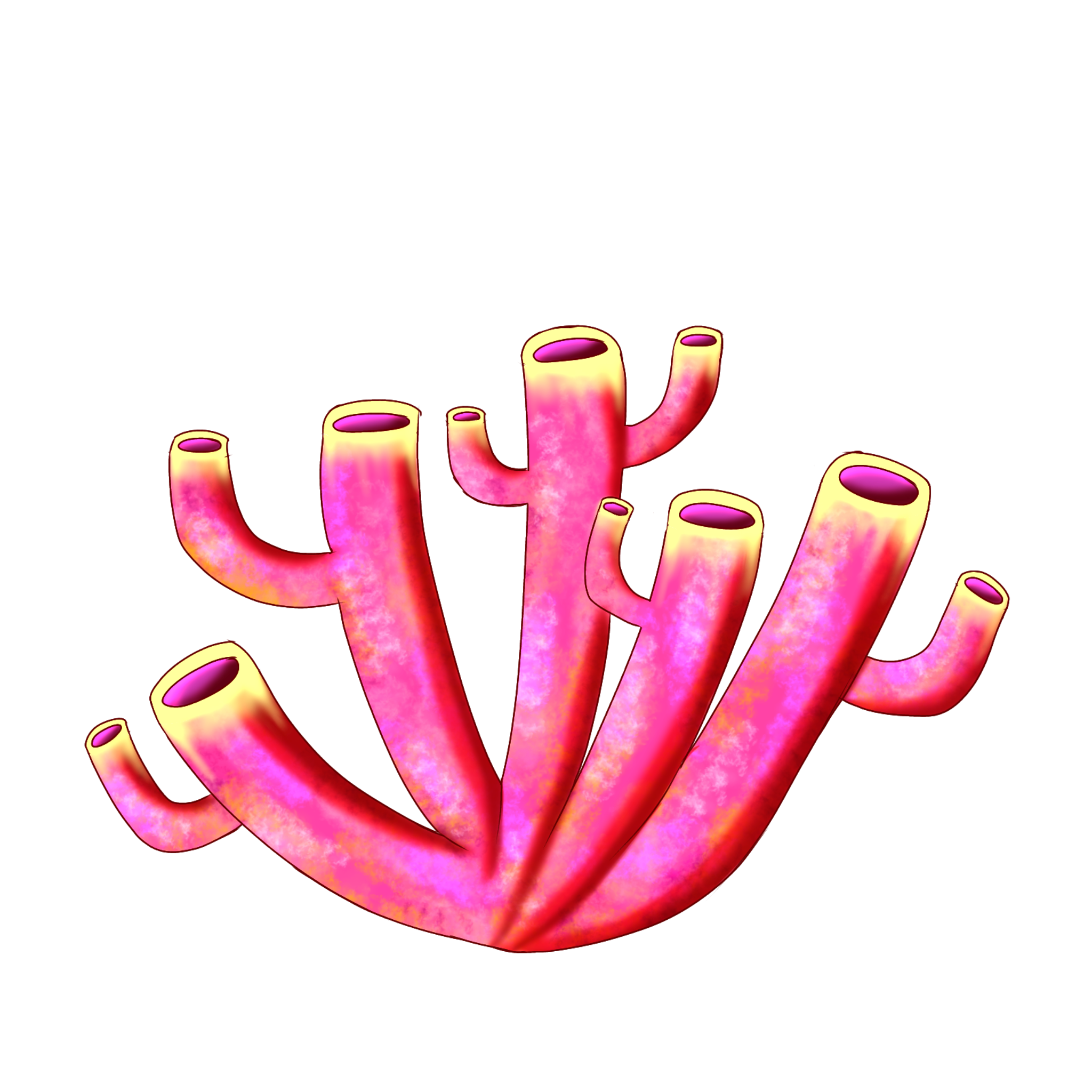 Coral 4