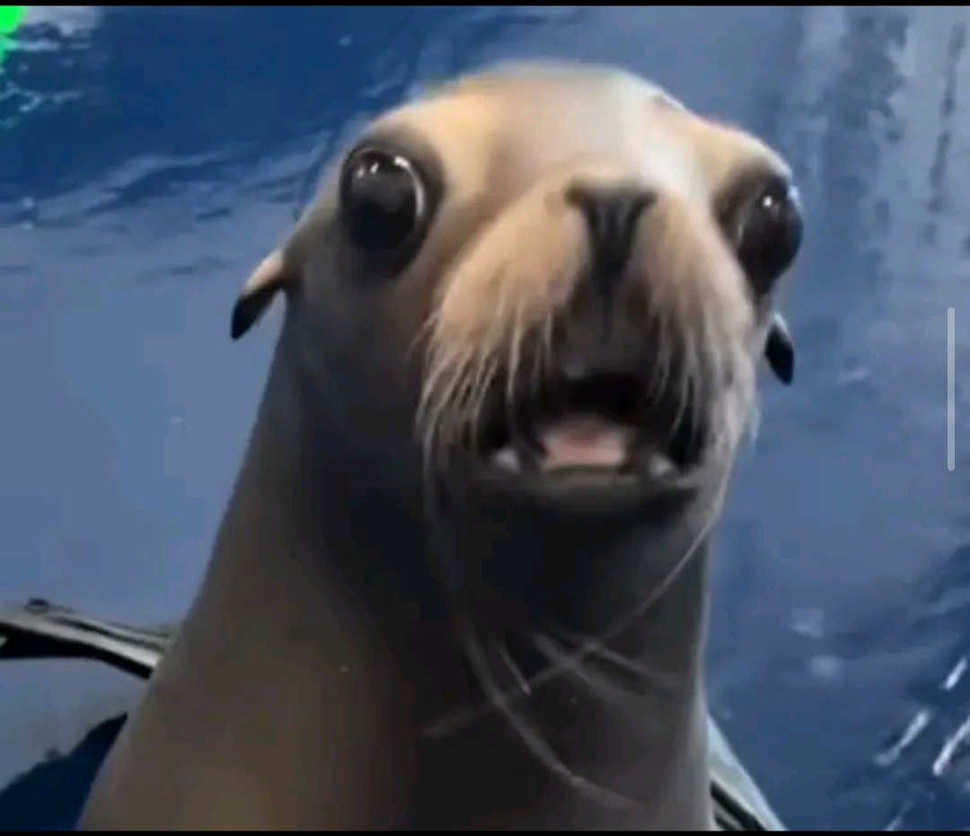 Tuna
