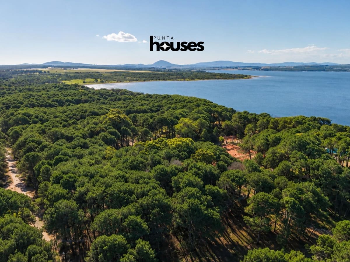 Top-down drone view of the property surrounded by mature trees and neighbouring homes
