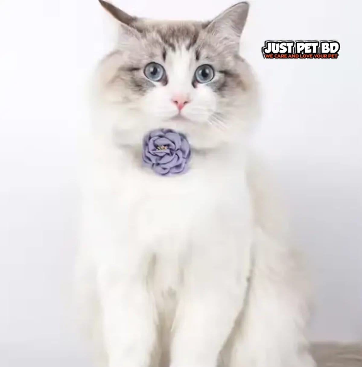 Adjustable Pet Collar with Bow and Flower Soft Neck Strap with Safety Clasp for Cats and Small Dogs – Stylish Gift Accessory