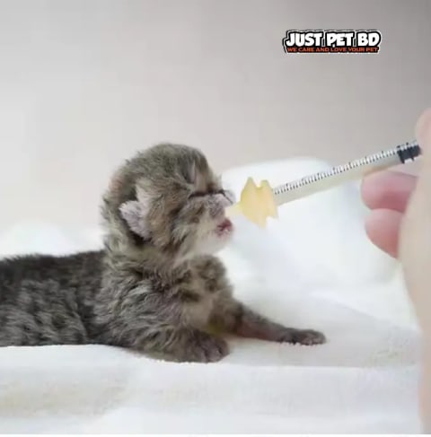 Bird, Kitten & Puppy Feeding Syringe – Wellfine Silicone Tube Feeder for Newborn Pets 1