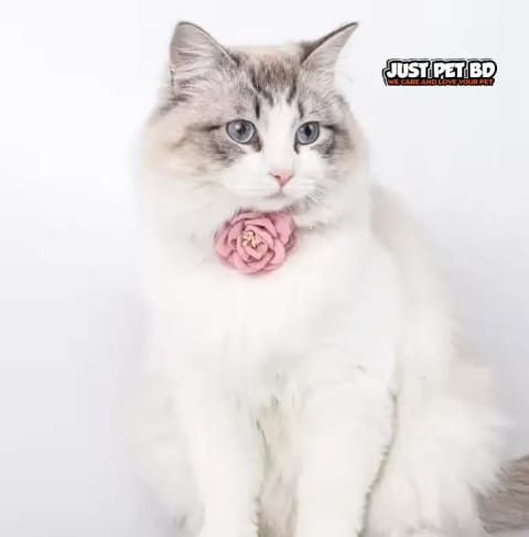 Adjustable Pet Collar with Bow and Flower Soft Neck Strap with Safety Clasp for Cats and Small Dogs – Stylish Gift Accessory