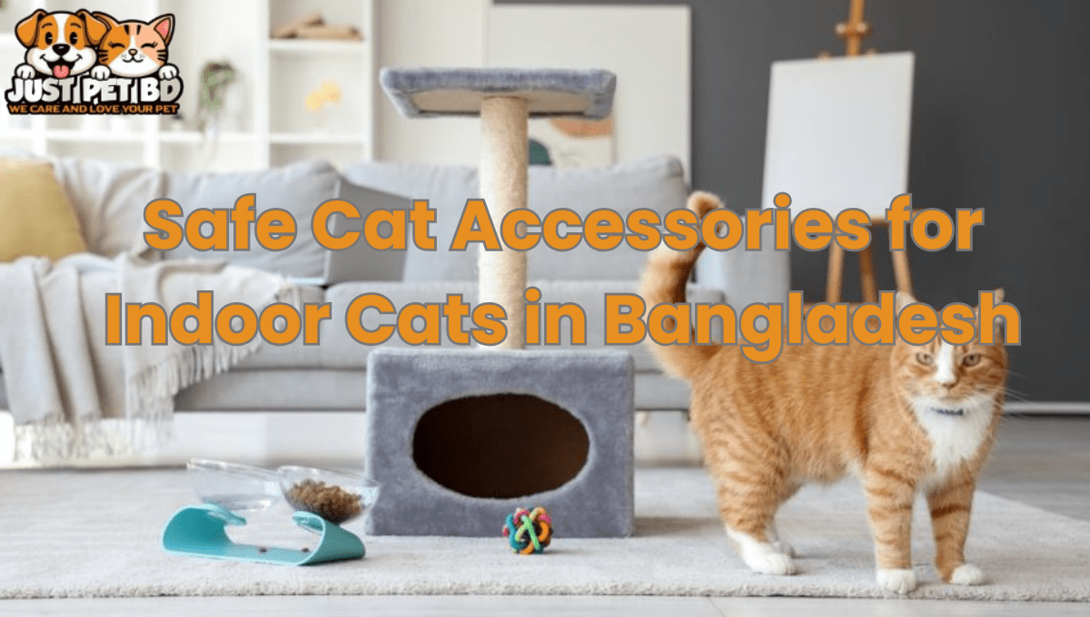 Safe Cat Accessories for Indoor Cats in Bangladesh