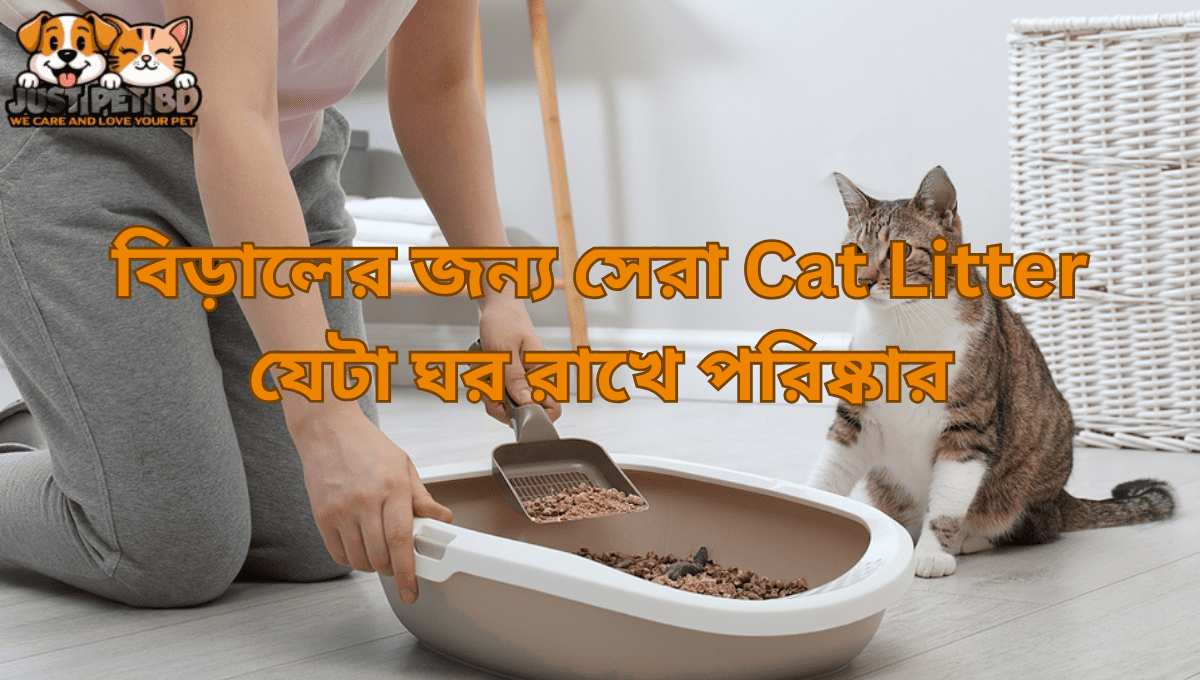 বিড়ালের জন্য সেরা Cat Litter যেটা ঘর রাখে পরিষ্কার