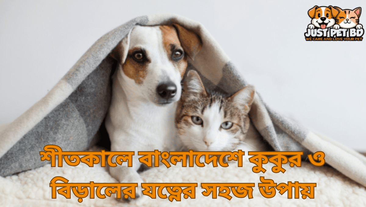 শীতকালে বাংলাদেশে কুকুর ও বিড়ালের যত্নের সহজ উপায়