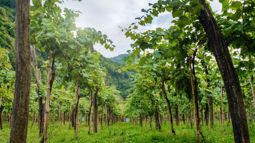 When Georgia invited South African farmers to revive its agriculture sector