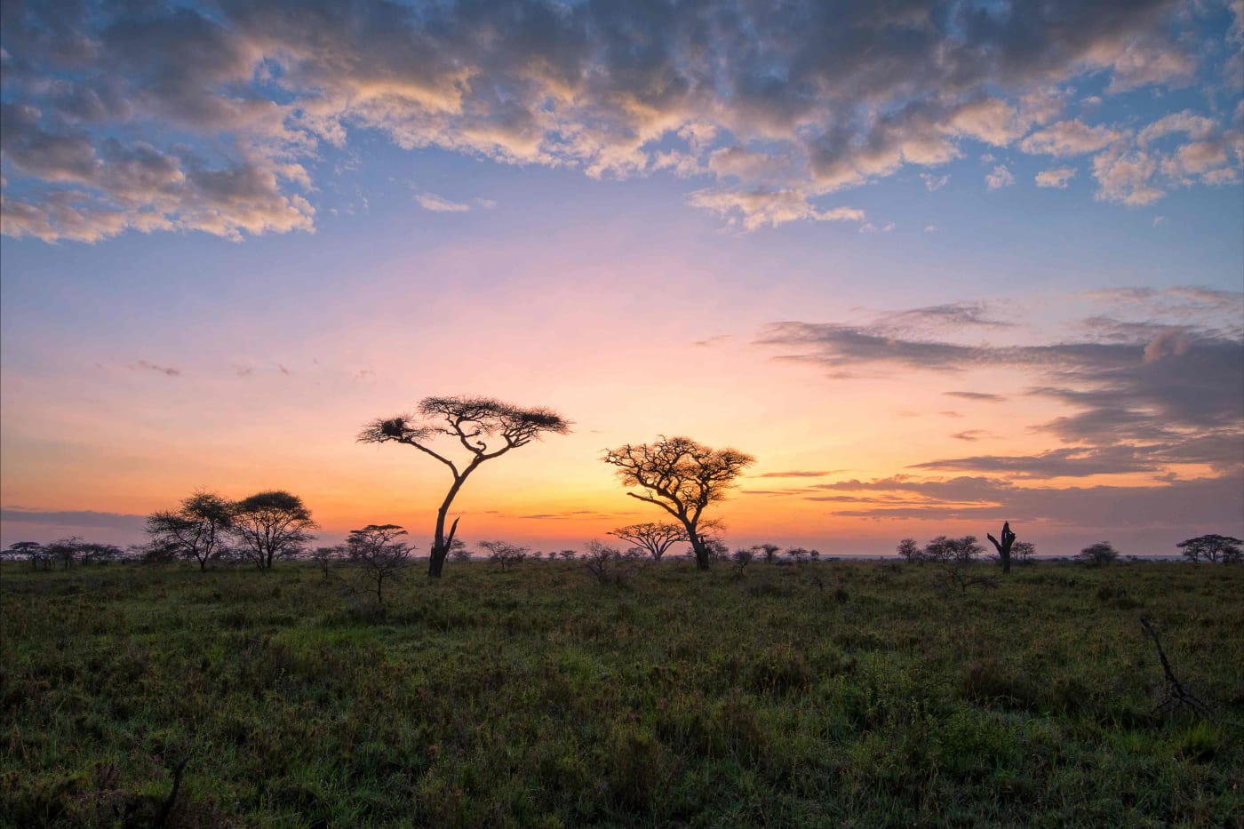 Africa landscape