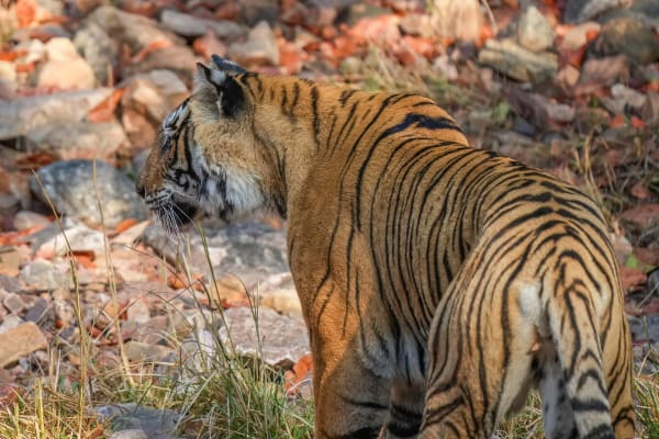 Exterior de The Oberoi Vanyavilas Wildlife Resort, Ranthambhore