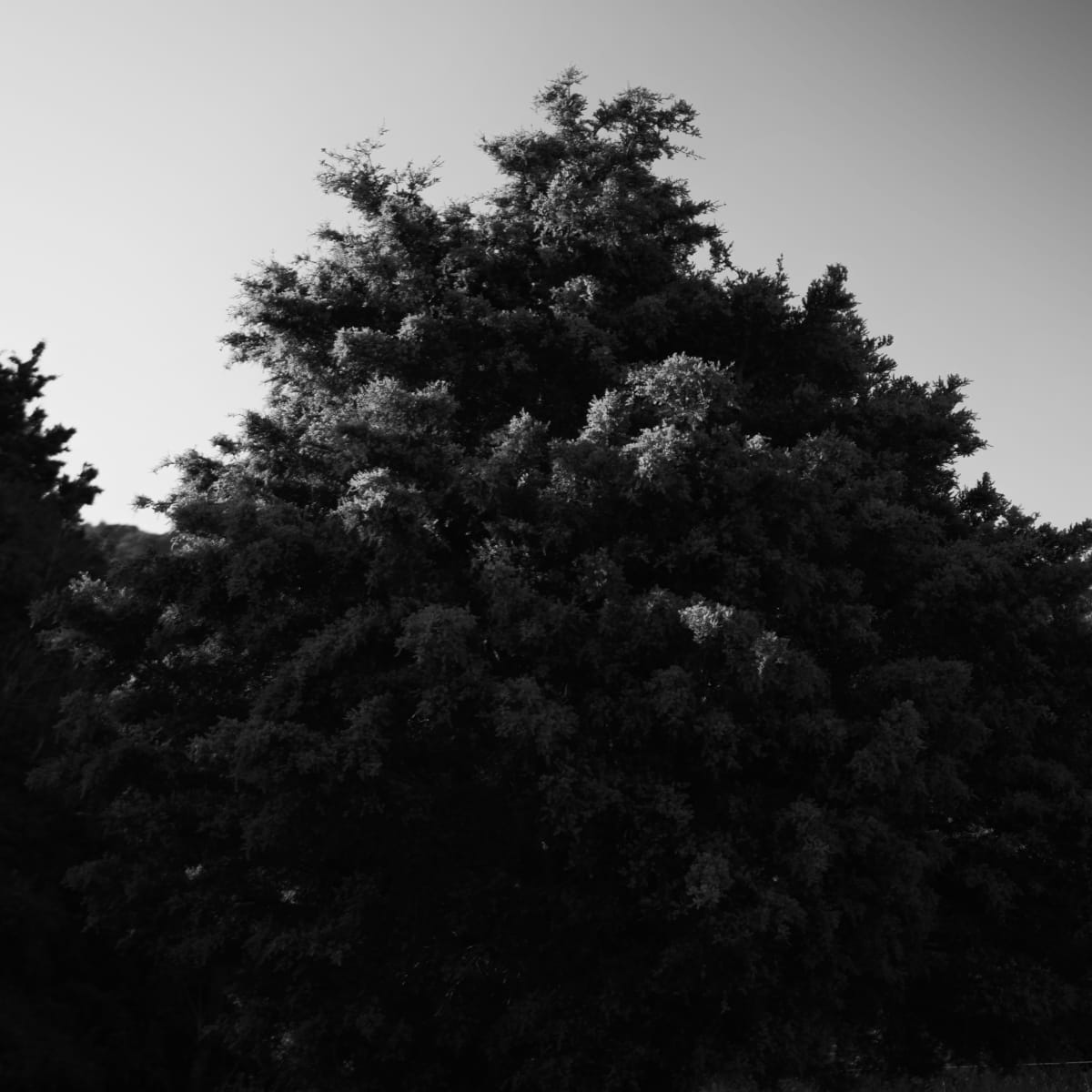 P1027593_pzff37