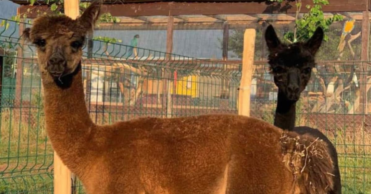 Upoznajte nove stanovnike u ZOO “Bambi”