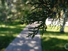 Православные празднуют день Куприяна и Устиньи