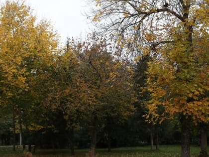 ВТБ сохранил 100 га леса с помощью безбумажных технологий