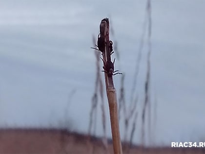 Клещи продолжают угрожать здоровью жителей региона
