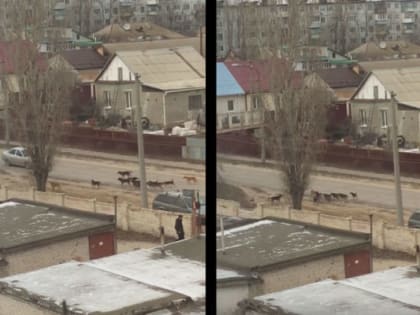 В Волгоградской области количество бездомных животных сократили незначительно