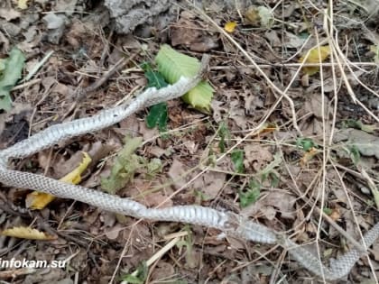 Пять человек покусали гадюки в Волгоградской области