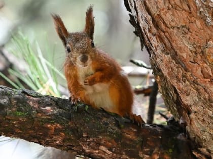 «Люди умиляются и не думают о последствиях»: врач - о рисках кормления бешеных белок и лисиц