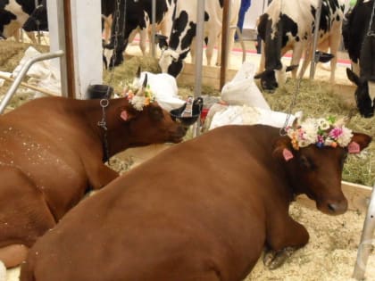 Рост поголовья скота в Волгоградской области