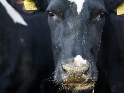 В Волгоградской области за год увеличилось поголовье крупного рогатого скота