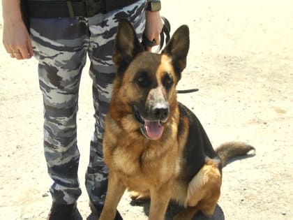 В праздники центр Волгограда проверят служебные собаки